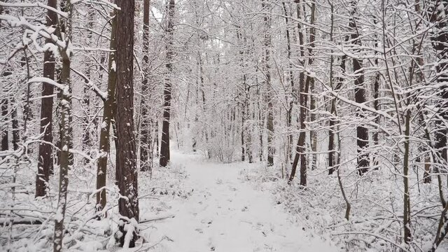 Amazing forest covered with snow in winter. Walking in the snowy forest	