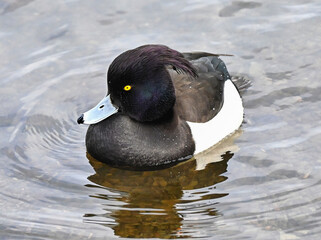 Tufted duck