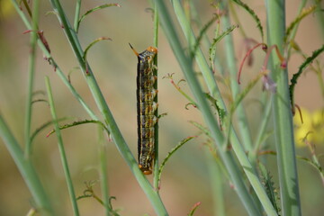 Caterpillar in spring southern California desert