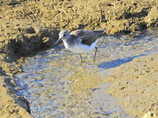 Greenshank (Tringa nebularia)