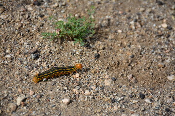 Caterpillar in spring southern California desert