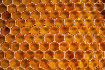 Full-frame view of background texture and pattern of a section of wax honeycomb from a bee hive filled with golden honey.