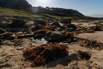 Beach view at Garie Beach, with lots of seaweed & bluebottles on the beach