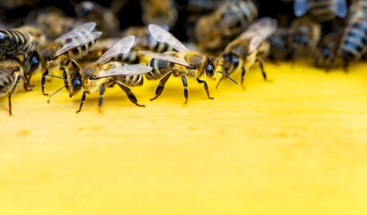 Close up of bees on plank of a wooden beehive with copy space. Macro view.