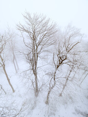 Winter forest is covered with fresh snow and hoarfrost.