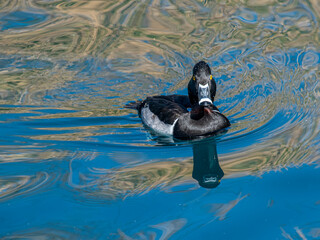 lesser scaulp
