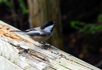 black capped chickadee