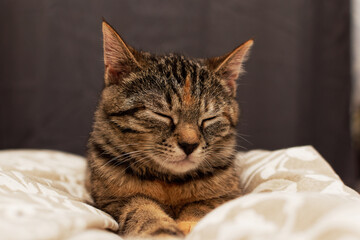 portrait of a cute gray 3-4 month old kitten. kitten sleeping cute