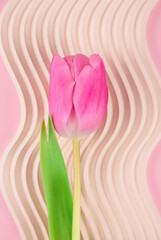 Vertical image of beautiful pink tulip on light plaster molding background with copy space. Design for greeting card - Mother's Day, Women Day, 8 March or Valentines Day concept, selective focus
