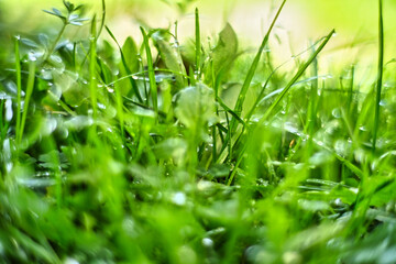 Green grass with water drops. Rain on the sunlit leaves.