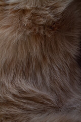 fur of a ginger peach cat