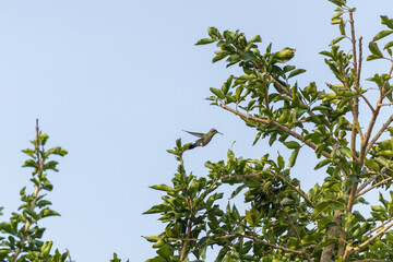 Colibrí volando por ramas verdes de un árbol