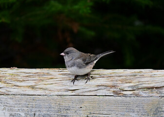 Dark-eyed Junco on a fence