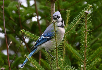 blue jay on a branch