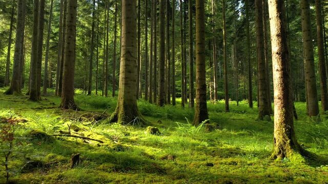 Sunny green mossy woodland ground with conifer trees. Flying forward along bright forest floors.