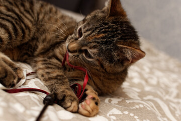 portrait of a cute gray 3-4 month old kitten. kitten playing with a toy