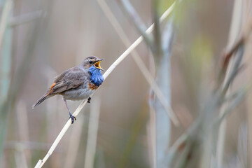 bluethroat (Luscinia svecica) male in springtime trying to impress the famales sitting in the grassland in the Netherlands