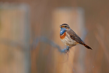 bluethroat (Luscinia svecica) male in springtime trying to impress the famales sitting in the grassland in the Netherlands