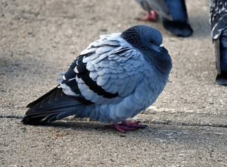 Rock pigeon Winter