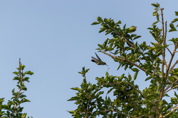 Colibrí volando por ramas verdes de un árbol