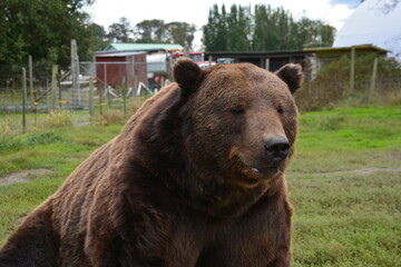 brown bear portrait