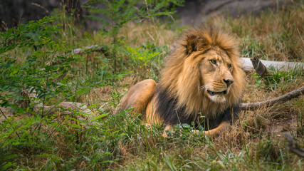 Lion relaxing in the grasslands gazing off into the distant wild