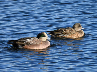 American wigeon couple