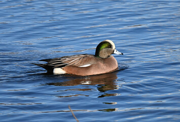American wigeon