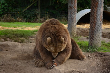 brown bear portrait
