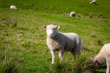 Naklejka na ściany i meble Sheep on Farmland