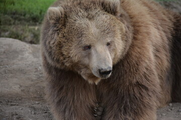 brown bear portrait