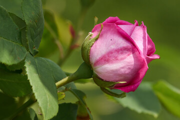 Geschlossene rosafarbene Rose in Nahaufnahme