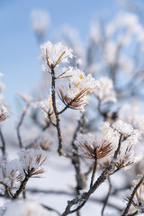 Close up of pine branches covered with hoarfrost, frost crystals and snow at sunny winter day over...