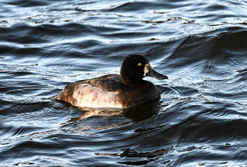 Lesser scaup