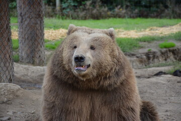 brown bear portrait