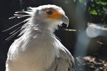 Close up of a bird