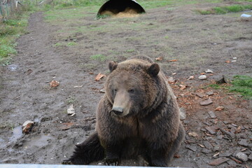brown bear portrait