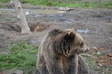 brown bear portrait