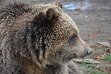 brown bear portrait