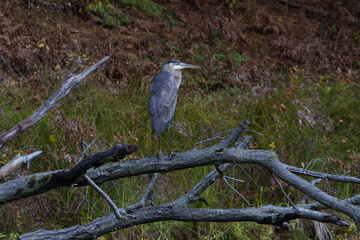 Great Blue Heron standing on a fallen tree next to a river. 