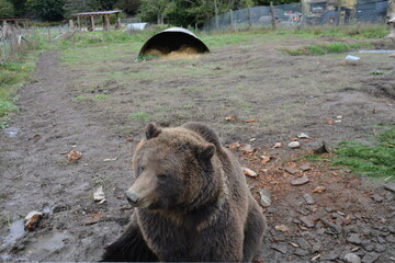 brown bear portrait