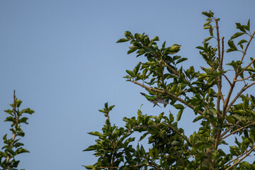 Colibrí volando por ramas verdes de un árbol