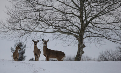 Deer in snow