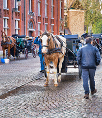 Bruges, Belgium - February 17, 2019: City street with people and typical horse cart walking around in the daytime.