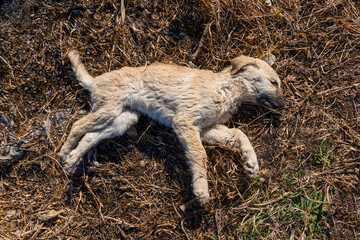 Top view of dead dog lying on the ground.