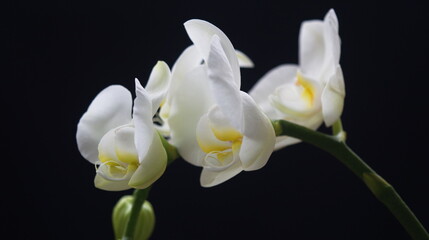 Fototapeta na wymiar Phalaenopsis White Orchid Flower Profile