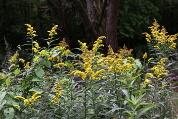The wild flowers of Solidago canadensis or late goldenrod. Selective focus. State flower of the U.S. states of Kentucky and Nebraska
