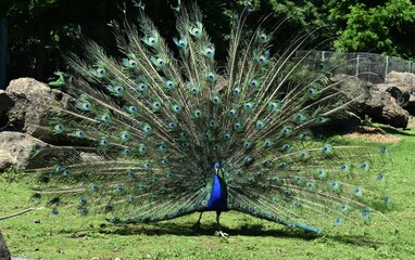 Obraz premium Peacock with feathers out