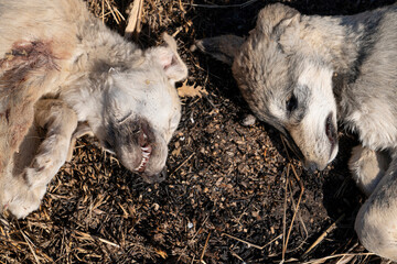 Top view of the heads of two dead puppy dogs lying on ground.