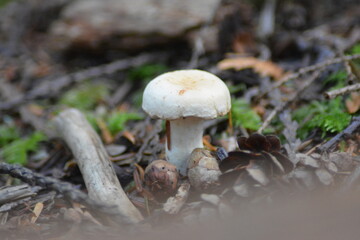 Mushroom Forest Floor